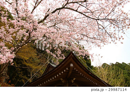 安土城跡(桜) 安土城跡(桜) 29987114