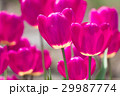 Violet tulip flowers spring background 29987774