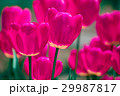 Pink and violet tulip flowers 29987817