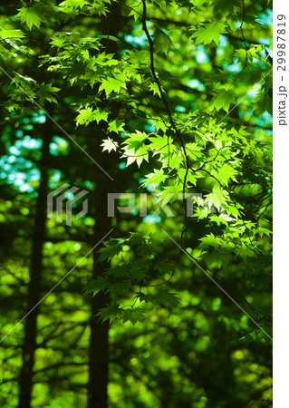 Green maple leaves forest background Green maple leaves forest background 29987819