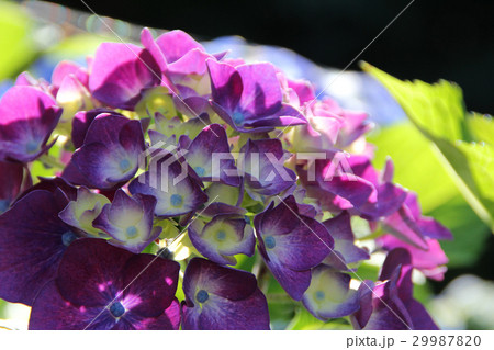 紫陽花 紫陽花 29987820
