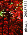 Autumn red maple leaves background 29987822