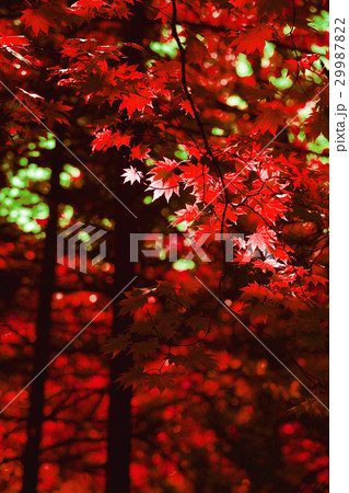 Autumn red maple leaves background 29987822