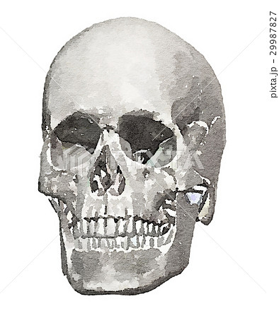 人間の頭蓋骨 水彩画風のイラスト素材