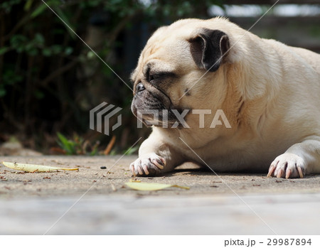 lovely lonely white fat cute pug dog sun bathing lovely lonely white fat cute pug dog sun bathing 29987894