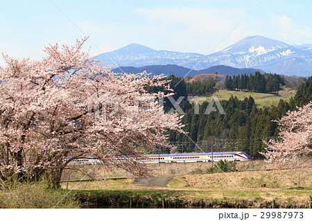 桜と山形新幹線 桜と山形新幹線 29987973