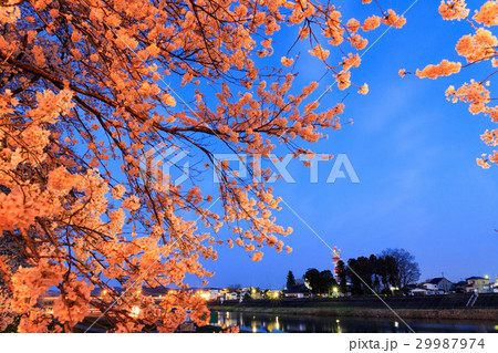 夜桜 夜桜 29987974