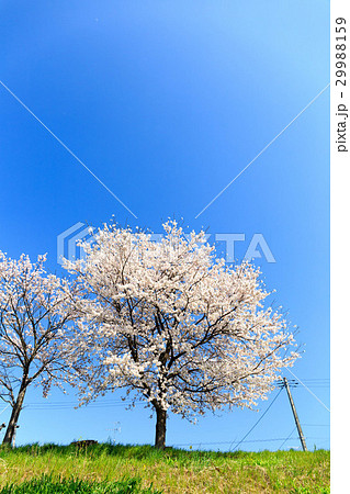 青空と桜 29988159