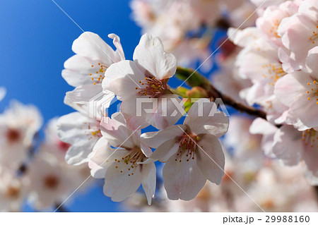 咲き始めた桜 29988160