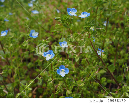 オオイヌノフグリ 29988179
