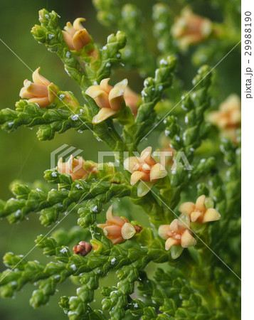 コノテガシワの花の写真素材