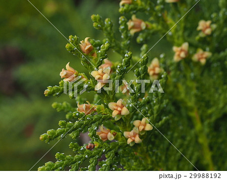 コノテガシワの花の写真素材