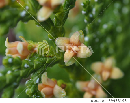 コノテガシワの花 29988193