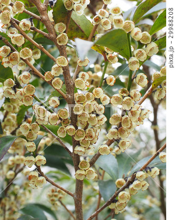 ヒサカキ 29988208