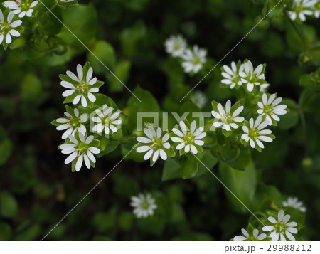 コハコベ 29988212