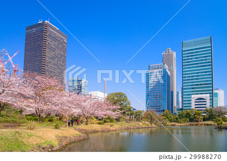 旧芝離宮恩賜庭園、桜の季節 29988270