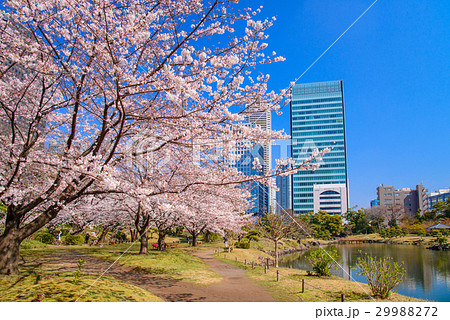 旧芝離宮恩賜庭園 桜の季節の写真素材