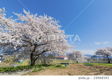 桜と青空 29988565