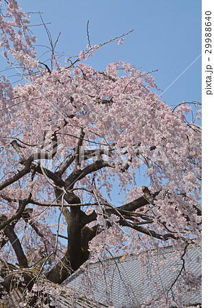 天台宗慶福寺:満開の将軍桜 天台宗慶福寺:満開の将軍桜 29988640