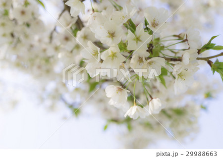 春のイメージ_桜 29988663