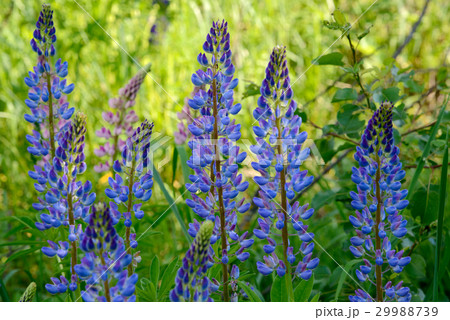 Lupine flowers against blur background 29988739