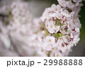 春のイメージ_桜 29988888