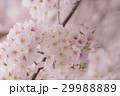 春のイメージ_桜 29988889