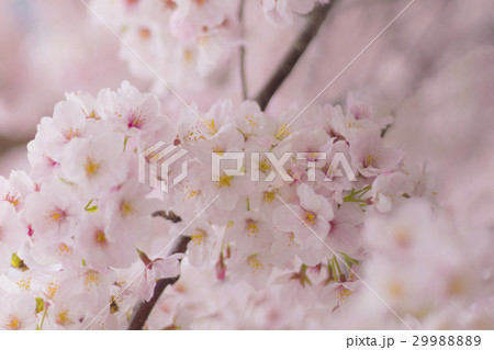 春のイメージ_桜 29988889