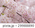 春のイメージ_桜 29988890