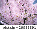 春のイメージ_桜 29988891