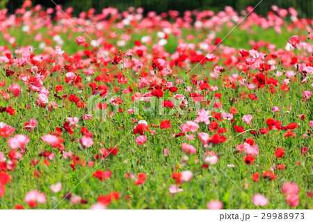 ポピーの花畑 29988973