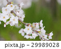 春のイメージ_桜 29989028