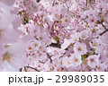 春のイメージ_桜 29989035