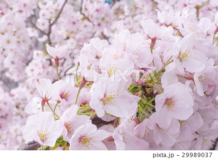 春のイメージ_桜 29989037