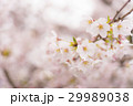 春のイメージ_桜 29989038
