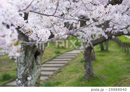 春のイメージ_桜 春のイメージ_桜 29989040