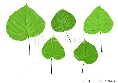 linden green leaves 29989863