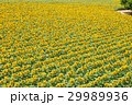 夏の風景　ひまわり畑　横構図 29989936