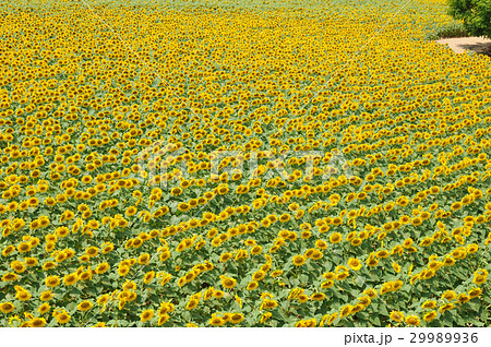 夏の風景　ひまわり畑　横構図 29989936