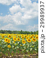 夏の風景　ひまわり畑　青空　縦構図 29989937