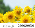 夏の風景　ひまわり畑　アップ　横構図 29989939