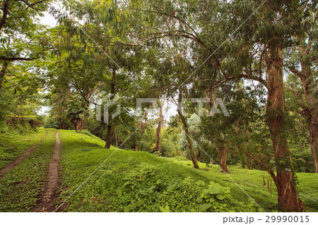 rain-forest 29990015