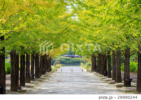 いちょう並木 いちょう並木 29990244