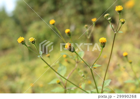 こせんだんぐさ 29990268