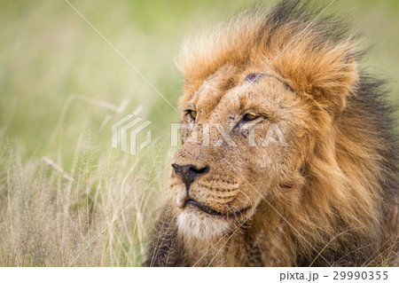 Male Lion in the high grass. 29990355
