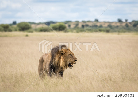 Male Lion in the high grass. 29990401
