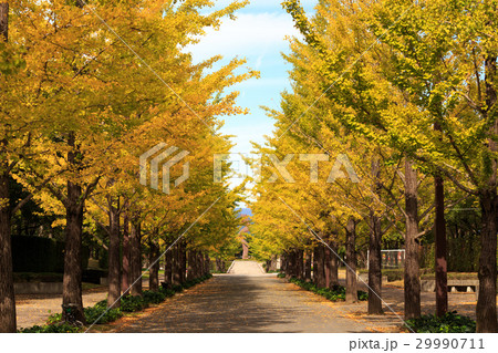 いちょう並木 29990711