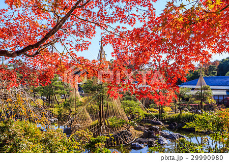 白鳥庭園の紅葉の写真素材