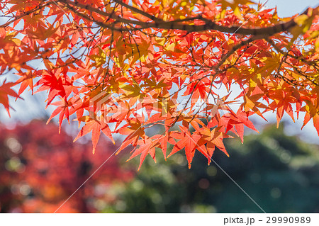 白鳥庭園の紅葉 29990989