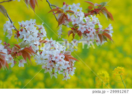 山桜 山桜 29991267